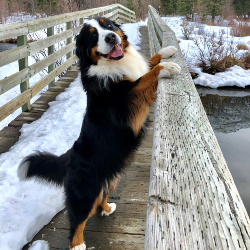 Bernese Mountain Dog with paws on a fence